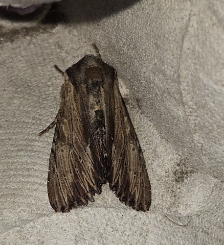 Apamea cuculliformis photo 3