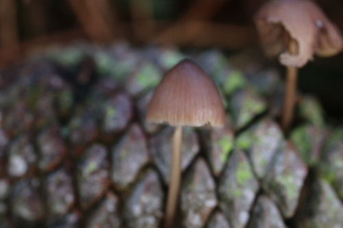 Mycena seynii