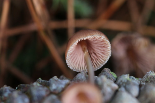 Mycena seynii