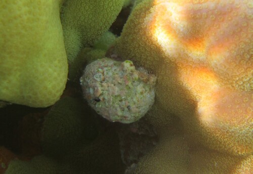 Coralliophila violacea observed 2025-07-12