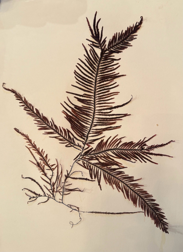 Ptilota filicina observed 2025-07-11