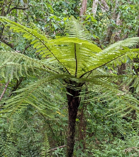 Mauritius Tree Fern (Alsophila borbonica)