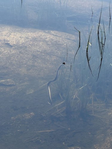 iNaturalist observation photo of Garter Snakes