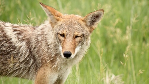 Coyote photographed in North Dakota