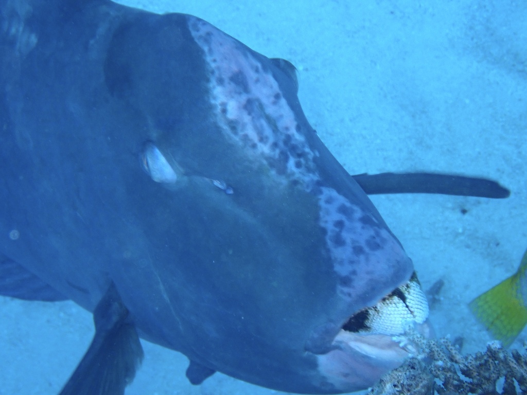 Bumphead parrotfish head with beak-like teeth grazing the reef