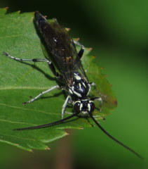 Coelichneumon azotus