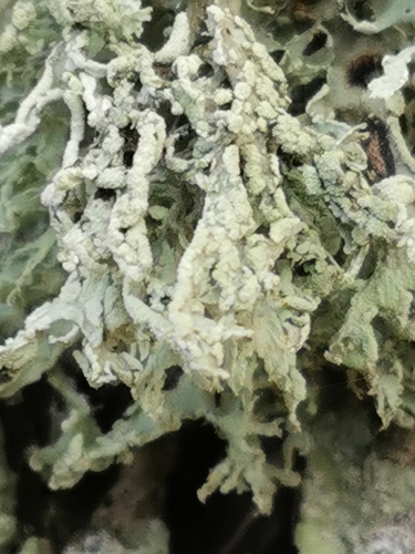 Farinose Cartilage Lichen