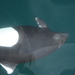 白腰鼠海豚 - Photo 由 kliewer 所上傳的 (c) kliewer，保留部份權利CC BY-NC