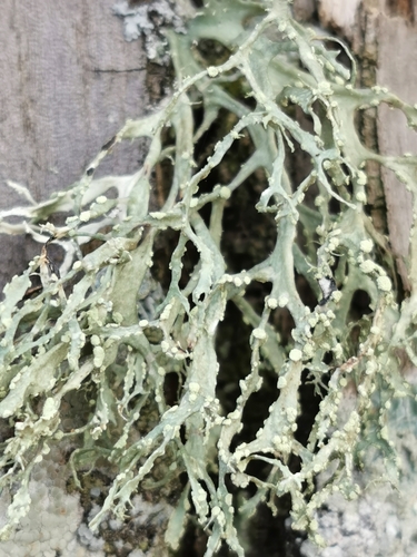Farinose Cartilage Lichen