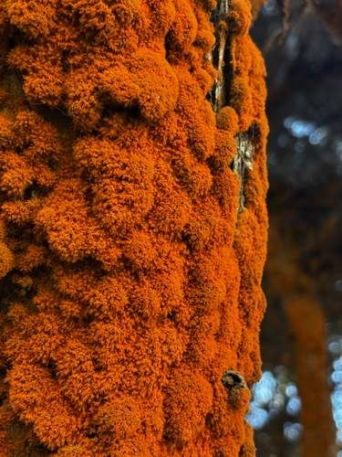 Trentepohliaceae