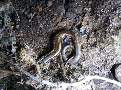 Shortnose Skink