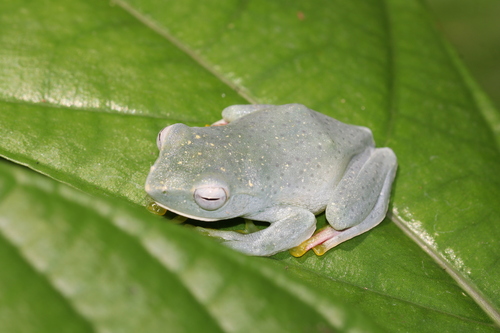 Zhangixalus faritsalhadii