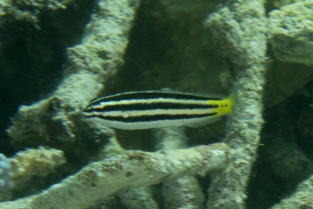 Birthmark Fangblenny