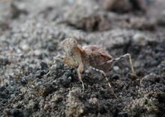 Ligariella