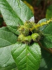 Croton adspersus