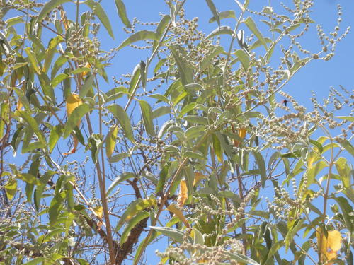 Buddleja crotonoides (Buddleja crotonoides)