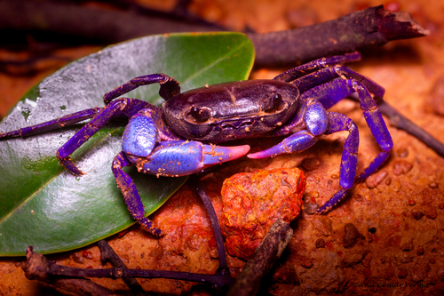 Ghatiana atropurpurea Pati, Thackeray & Khaire, 2016