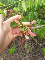 Diplopterys pubipetala