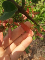 Diplopterys pubipetala