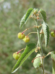 Ayenia peninsularis
