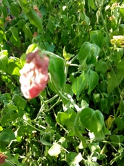 Justicia brandegeeana