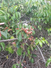 Diplopterys pubipetala