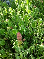 Justicia brandegeeana