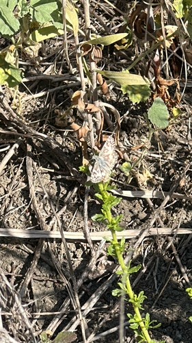 iNaturalist observation photo of Checkered-Skippers, White-Skippers, and Allies