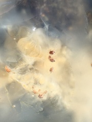 Hyperia medusarum image