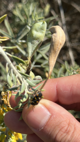 iNaturalist observation photo of Harlequin Bug