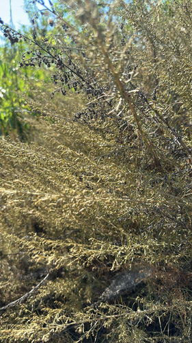 iNaturalist observation photo of California sagebrush