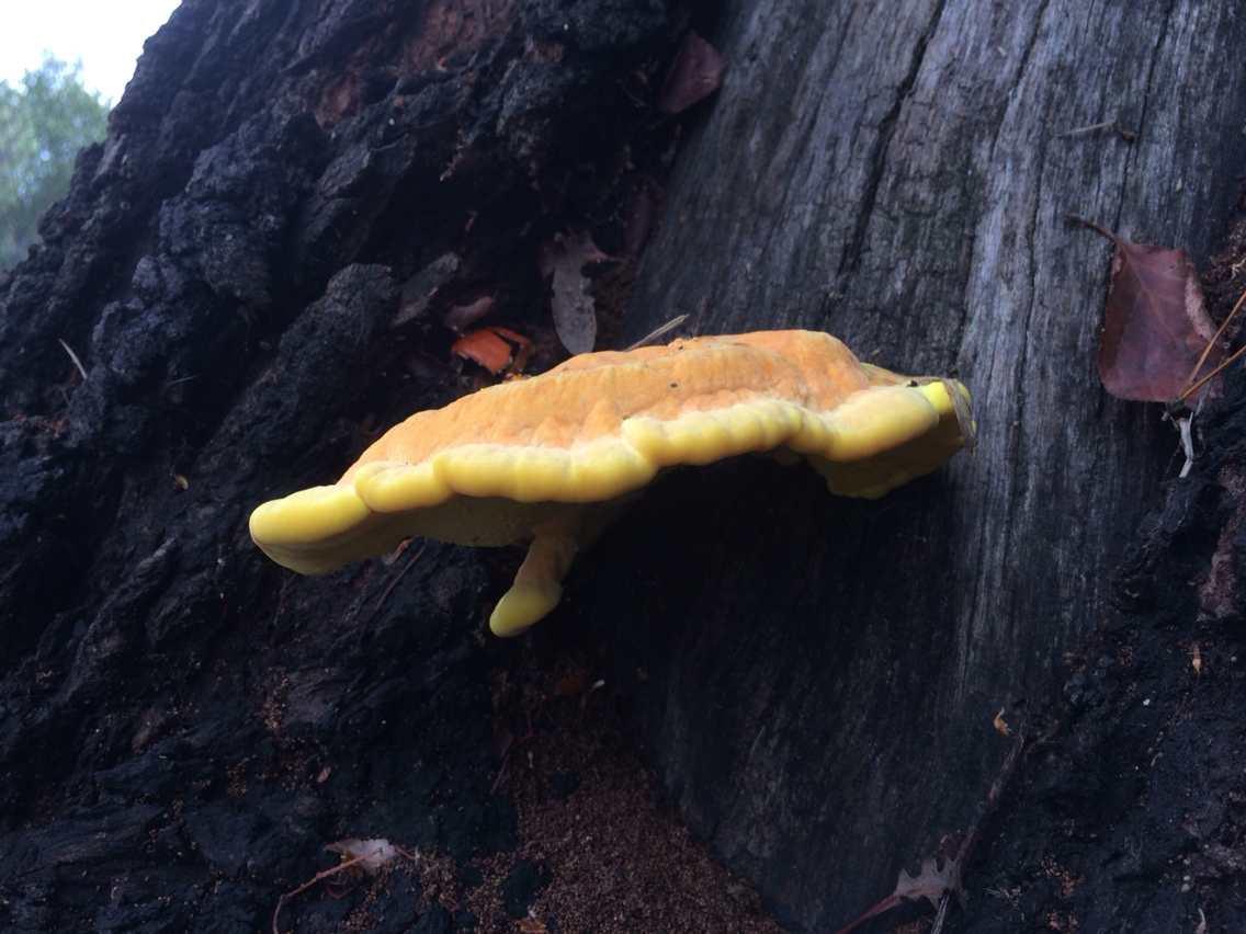 Laetiporus gilbertsonii image