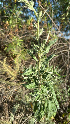 iNaturalist observation photo of California mugwort