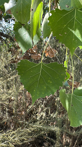 iNaturalist observation photo of Frémont Cottonwood