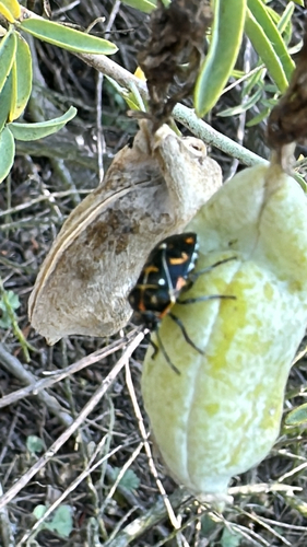 iNaturalist observation photo of Harlequin Bug