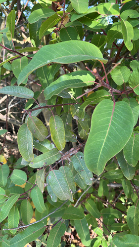 iNaturalist observation photo of laurel sumac