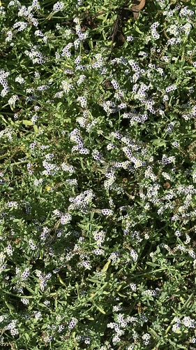 iNaturalist observation photo of alkali heliotrope