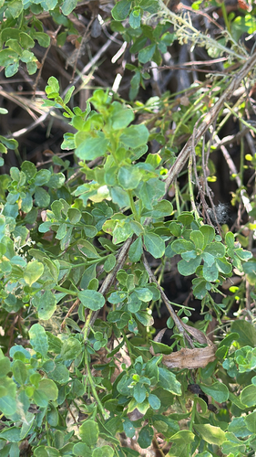 iNaturalist observation photo of coyote brush