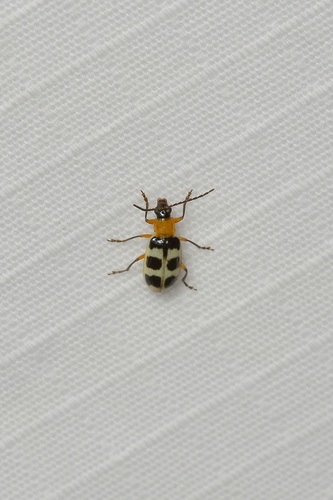 Photo of Checkered Melon Beetle (Paranapiacaba tricincta)