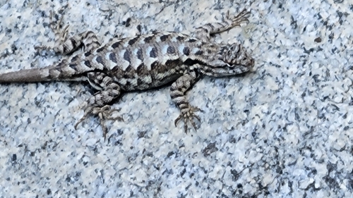 iNaturalist observation photo of Western Fence Lizard