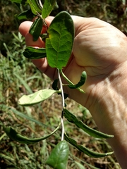 Diospyros texana