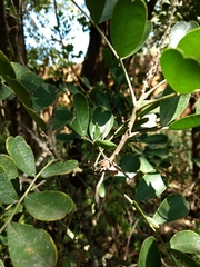 Dermatophyllum secundiflorum