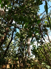 Dermatophyllum secundiflorum