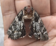 Catocala lacrymosa