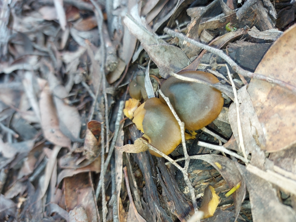Cortinarius austrovenetus · July 2025 · photo: © graemelunt (iNaturalist, cc-by)