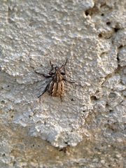 Brachycerus albidentatus