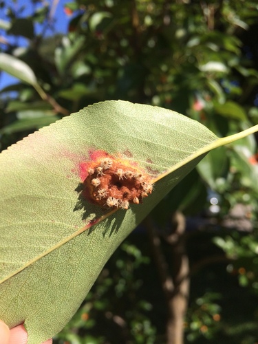 Pear Rust
