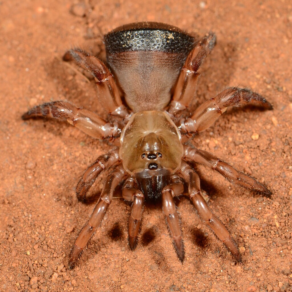 Galeosoma planiscutatum