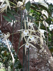 Brassavola tuberculata