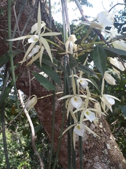 Brassavola tuberculata